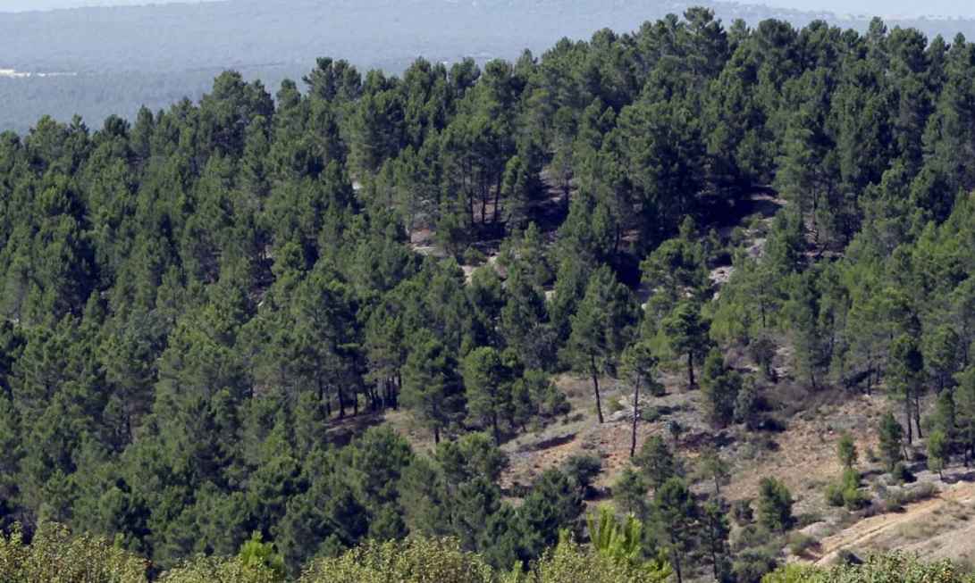 Encuentran a un hombre fallecido en el monte de Tardelcuende atrapado por un árbol