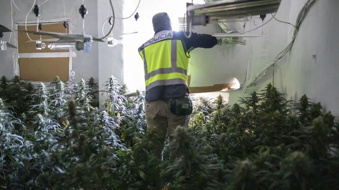 Imagen de archivo de una intervención de la Policía Nacional en una plantación de marihuana