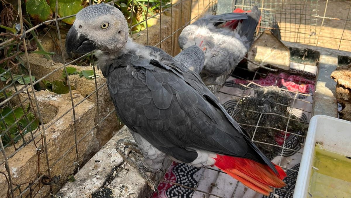 Rescatan dos loros de cola roja, especie protegida por peligro de extinción, de un establecimiento en Mazagón