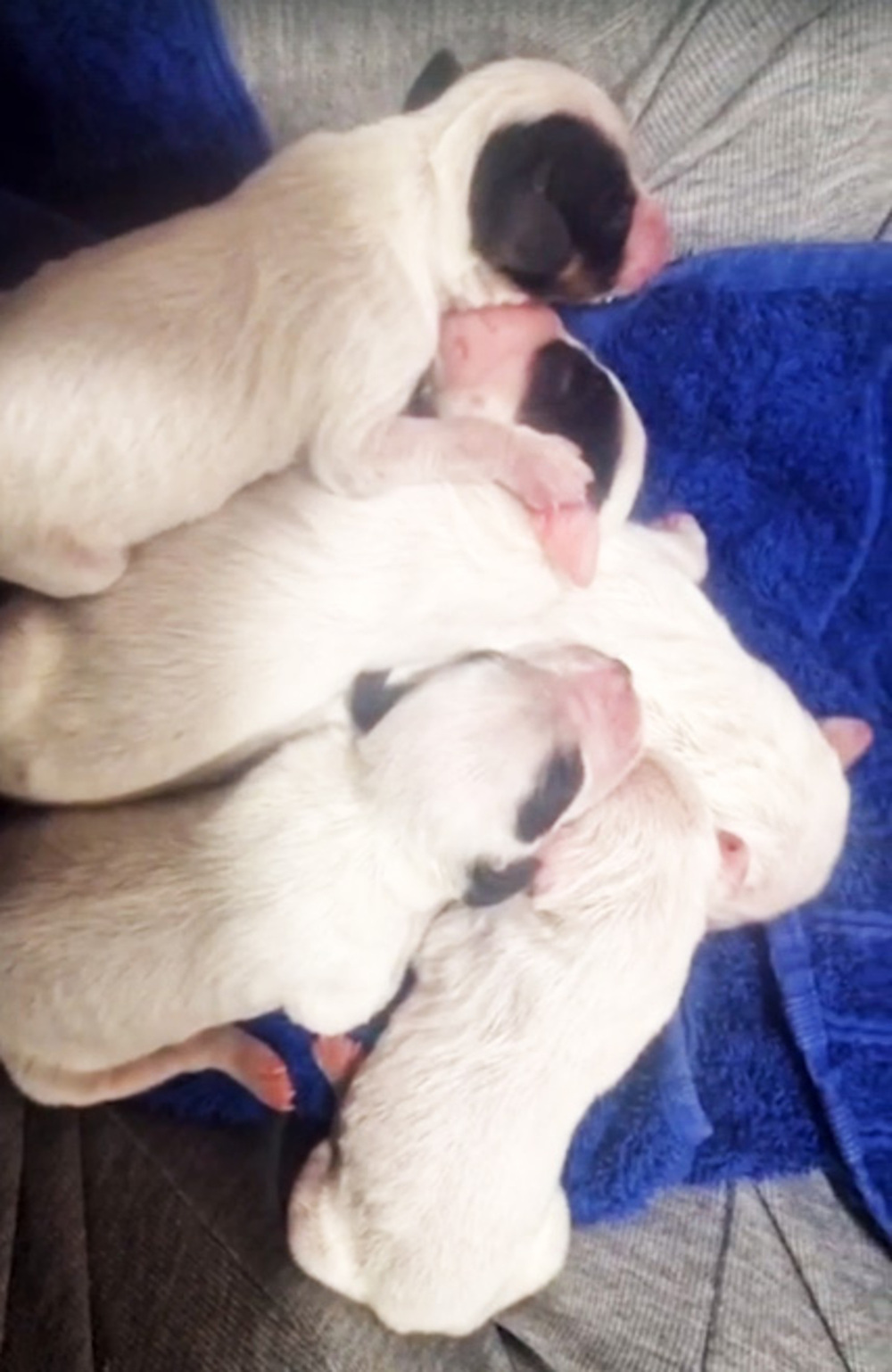 Investigan a un hombre por tirar 8 cachorros a un contenedor
