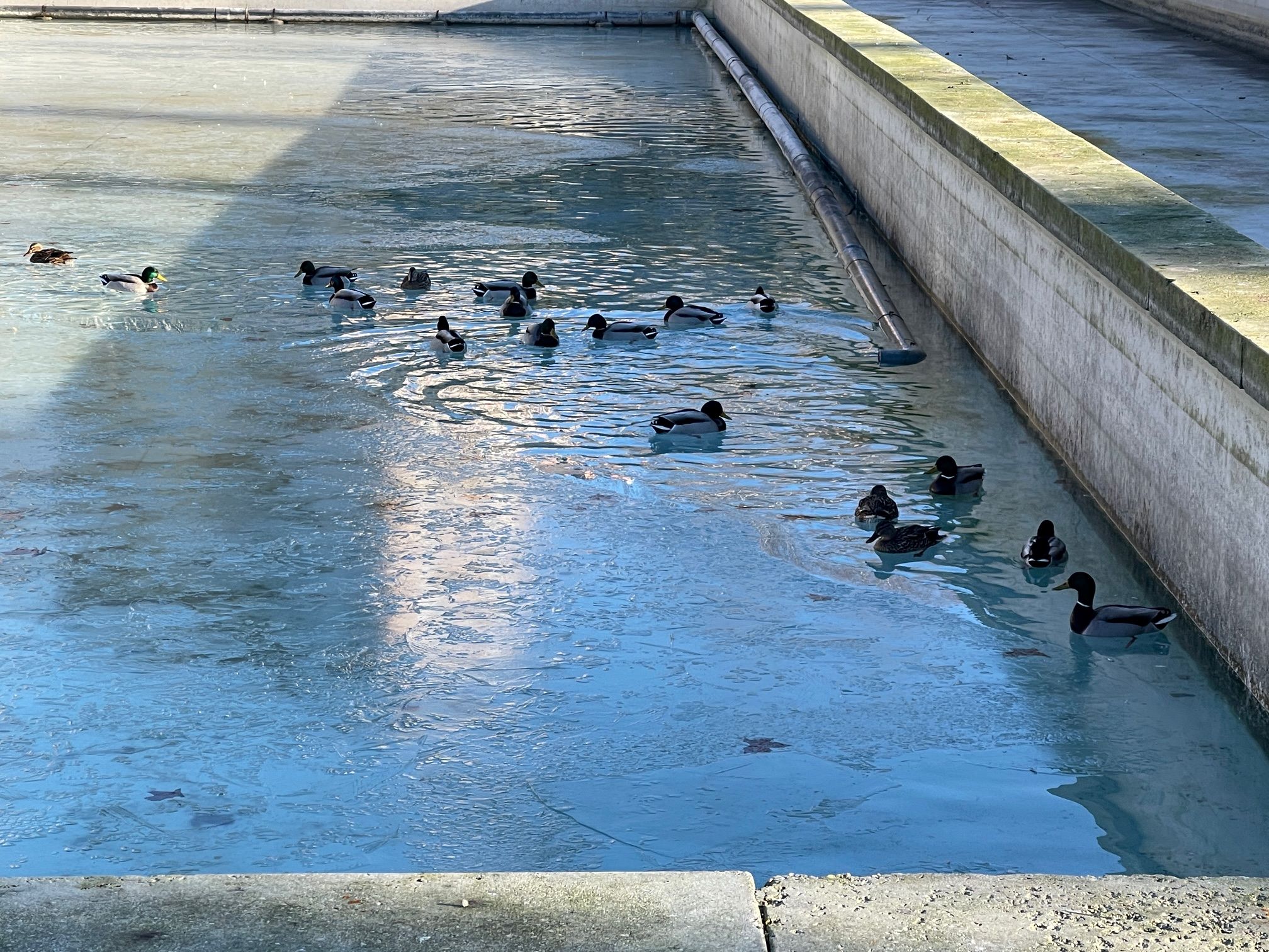 Patos atrapados en Vitoria