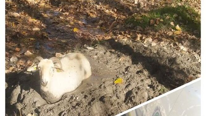 Imágenes de la cabra difundidas por la Policía Local de Santa Fe.