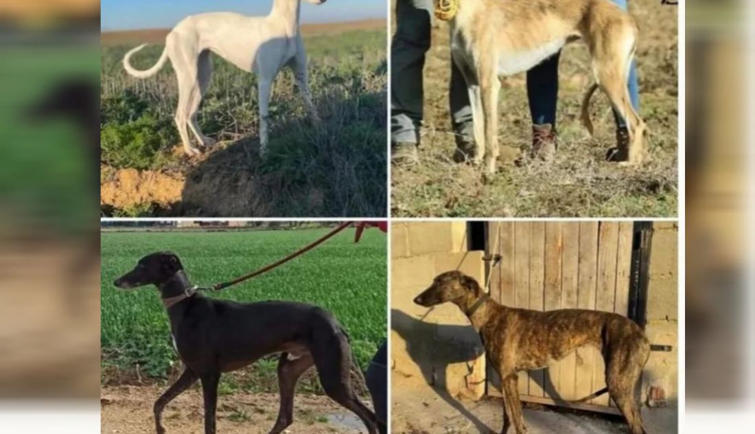 Denuncian el robo de galgos en un pueblo de Zamora