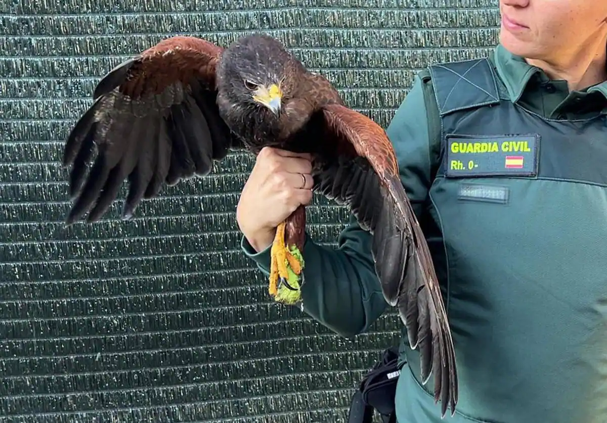 Incautado un ejemplar de águila harris en una vivienda de Hormilleja
