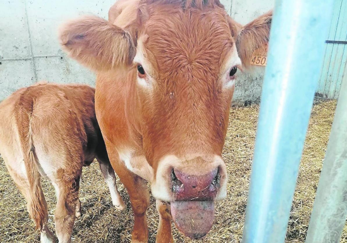 Un camión atropella a una vaca en Lumbreras