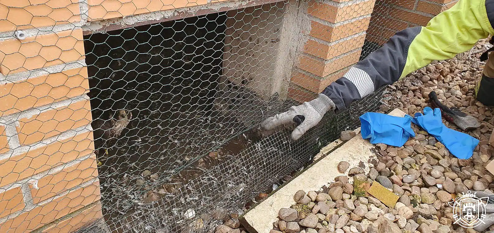 Los Bomberos de Burgos rescatan al halcón Castor