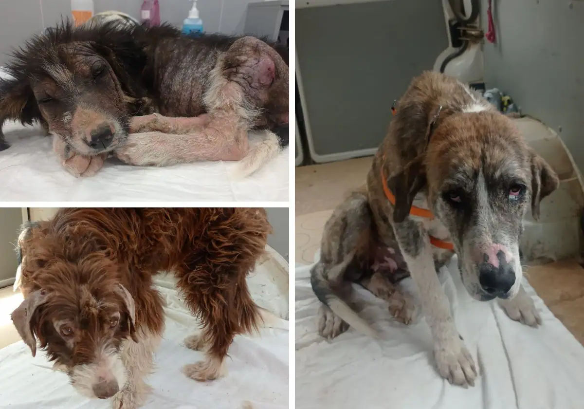 Condenado por tener a tres perros en «estado deplorable» en su finca de Casabermeja