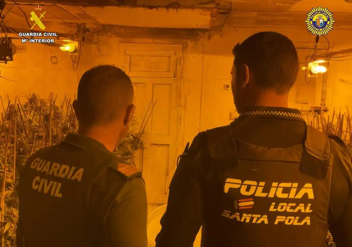 Desarticulada una plantación de marihuana indoor en Santa Pola y detenida una pareja de jóvenes de 18 y 19 años