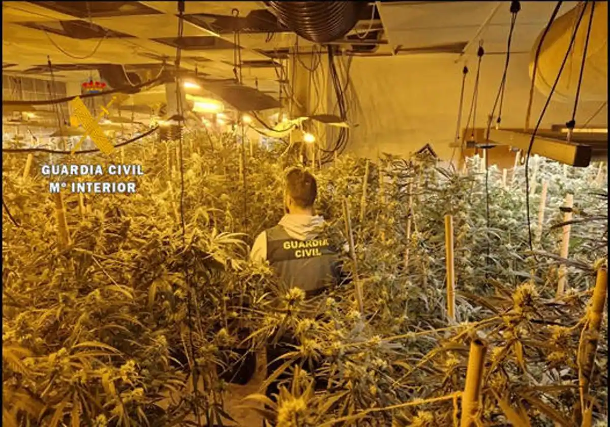 Operación 'Lomas': Cae una banda dedicada al cultivo de marihuana 'indoor' en Alhaurín el Grande