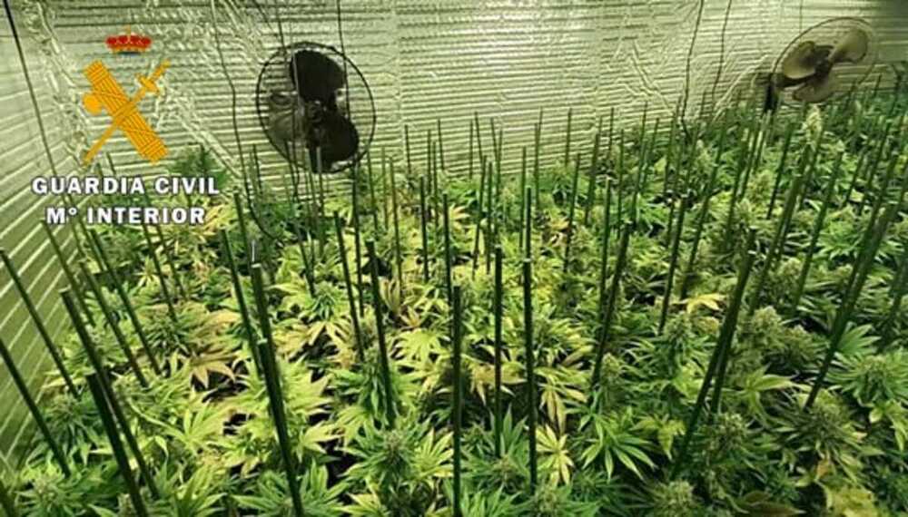 Marihuana encontrada en Berrueces.