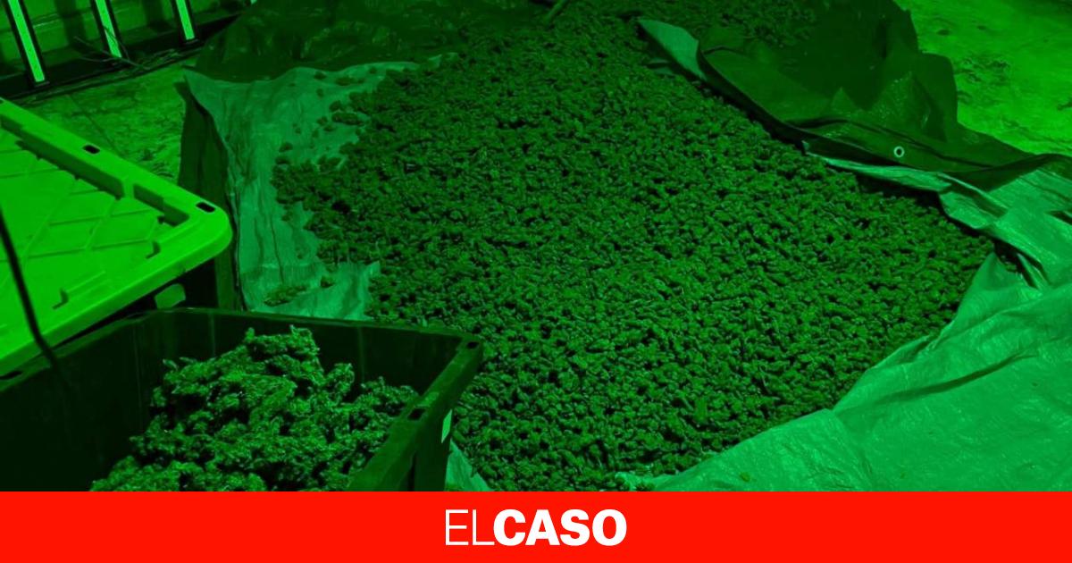 Treinta kilos de marihuana por el váter: unos traficantes de Maçanet tiran la droga por el lavabo para escapar