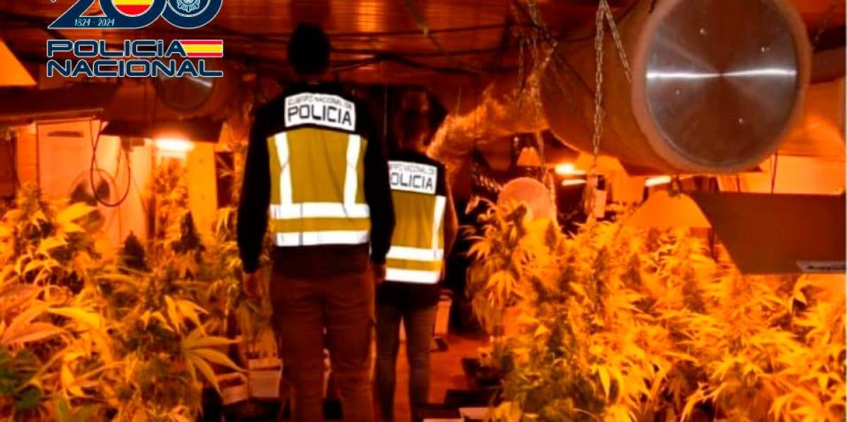 Detenido en Botarell (Baix Camp) el responsable de una plantación de marihuana indoor