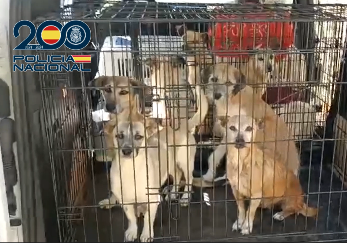 Tenía una multitud de perros hacinados en Telde, sin control reproductivo ni veterinario