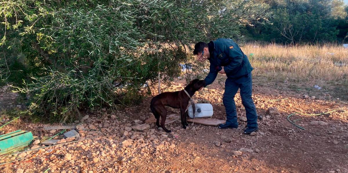 El perro mutilado y sin comida de Tortosa