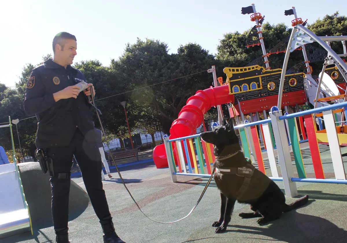 Loki, el perro policía de Rincón al que no se le escapa ni un alijo de droga
