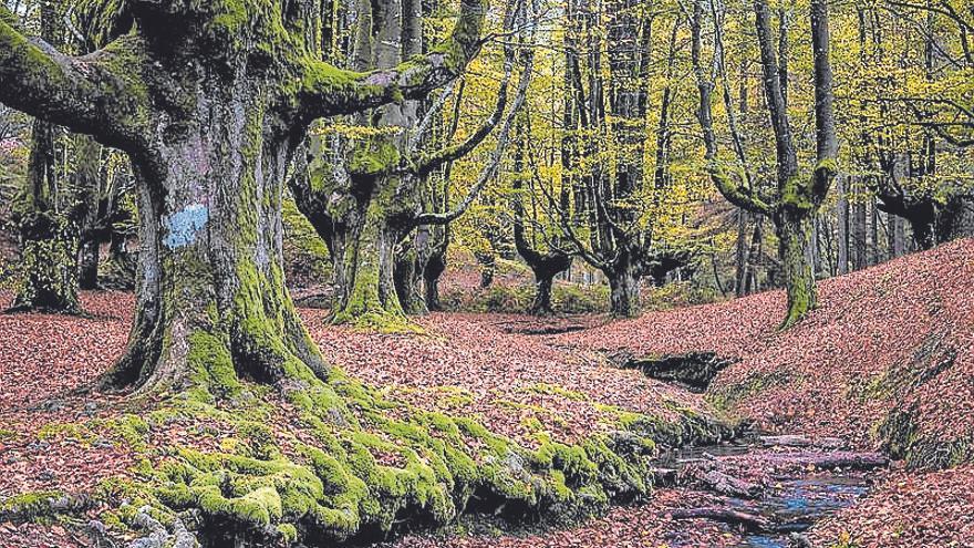 Fallece un hombre de Arrasate tras caerle un árbol en Aramaio