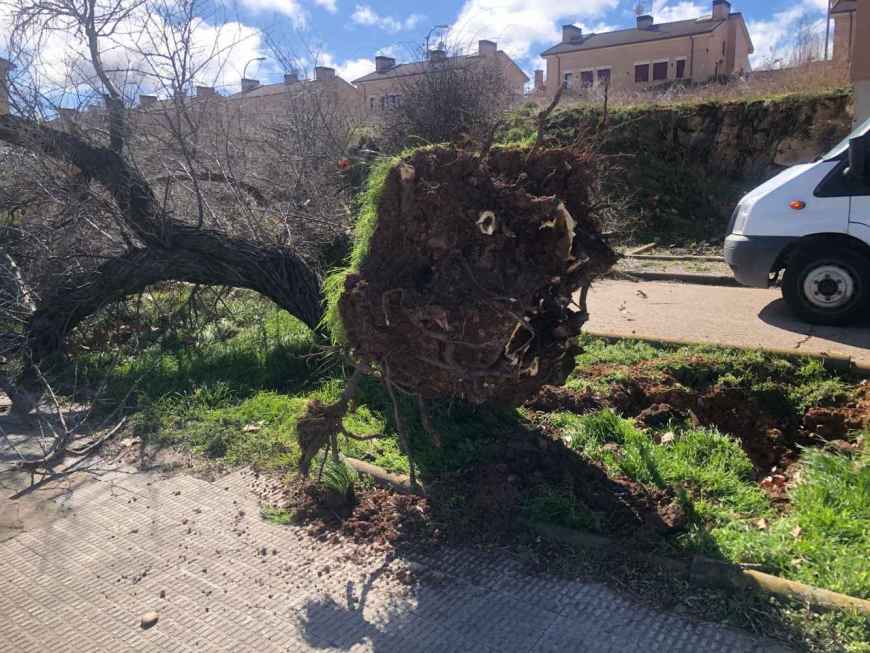 Fuertes rachas de viento provocan la caída de árboles en Soria