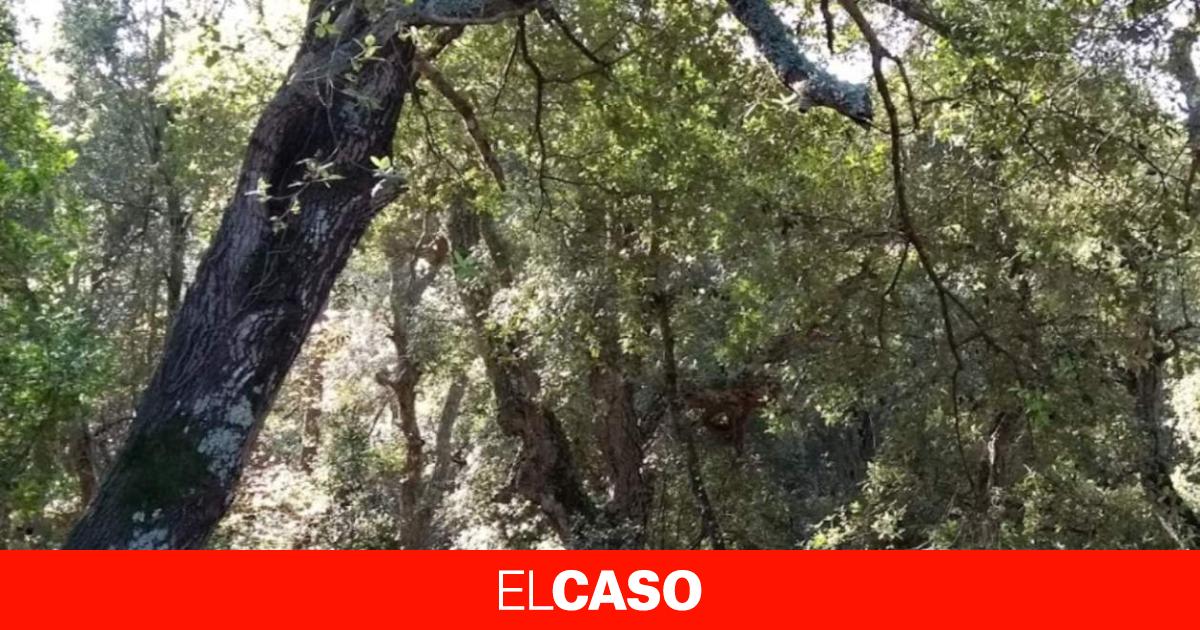 Un cazador dispara a un ciclista al confundirlo con un jabalí en Forallac: el hombre, herido crítico