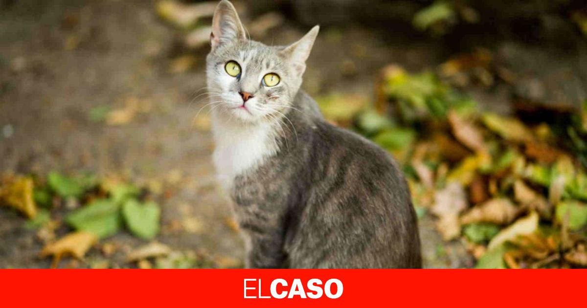 Buscan a un asesino de gatos en Olot: han aparecido dos muertos, uno quemado vivo y el otro ahorcado