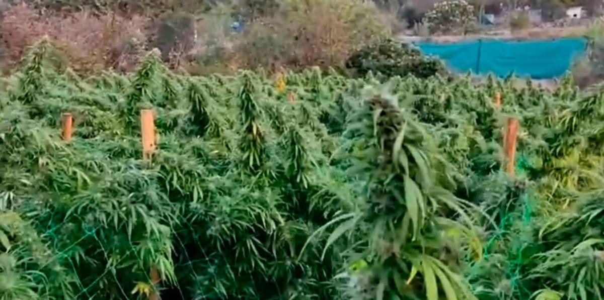 El ‘cultivador’ de 3.826 plantas de marihuana en Riudecols seguirá en prisión preventiva