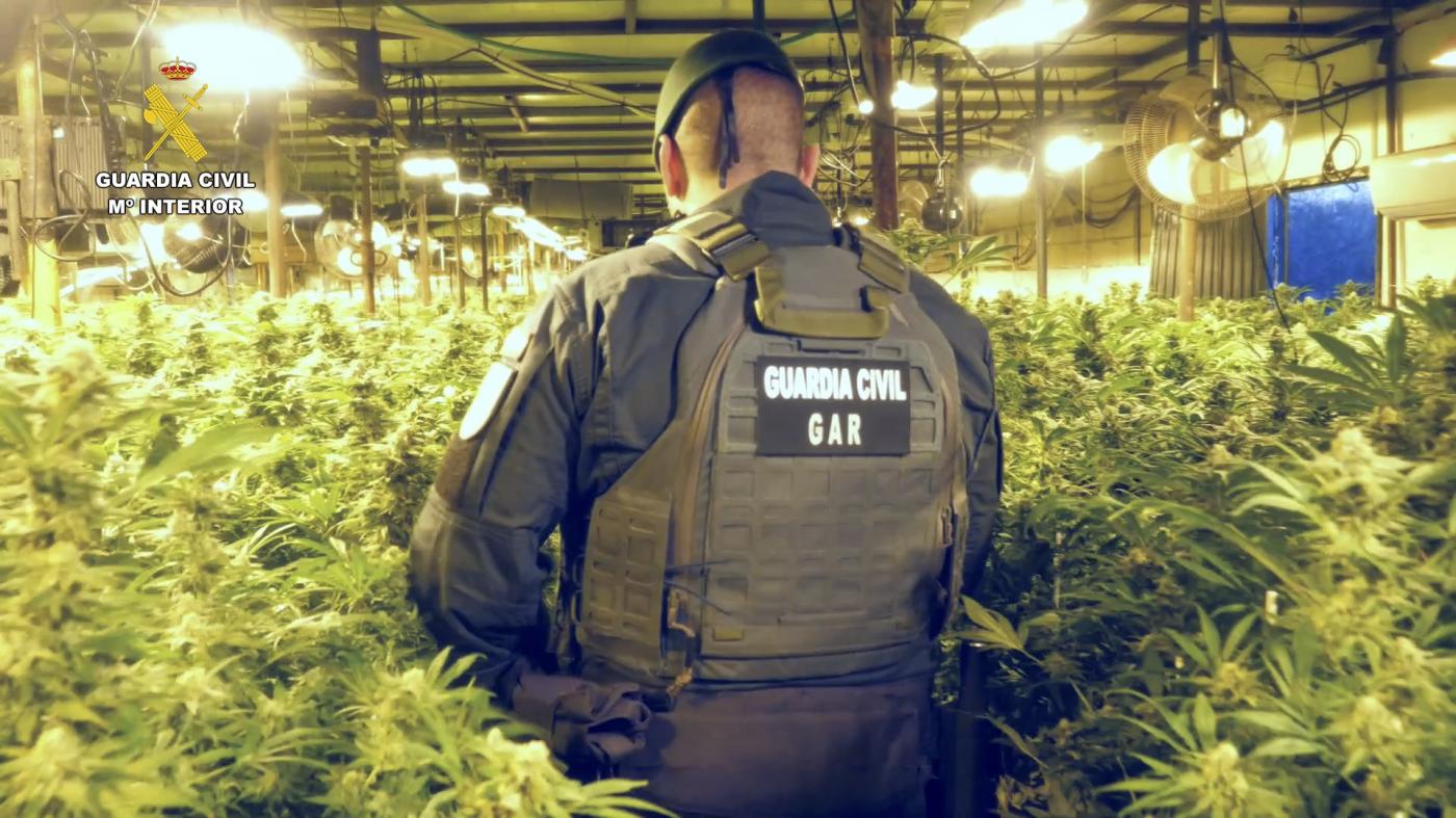 La marihuana incautada. - DGGC