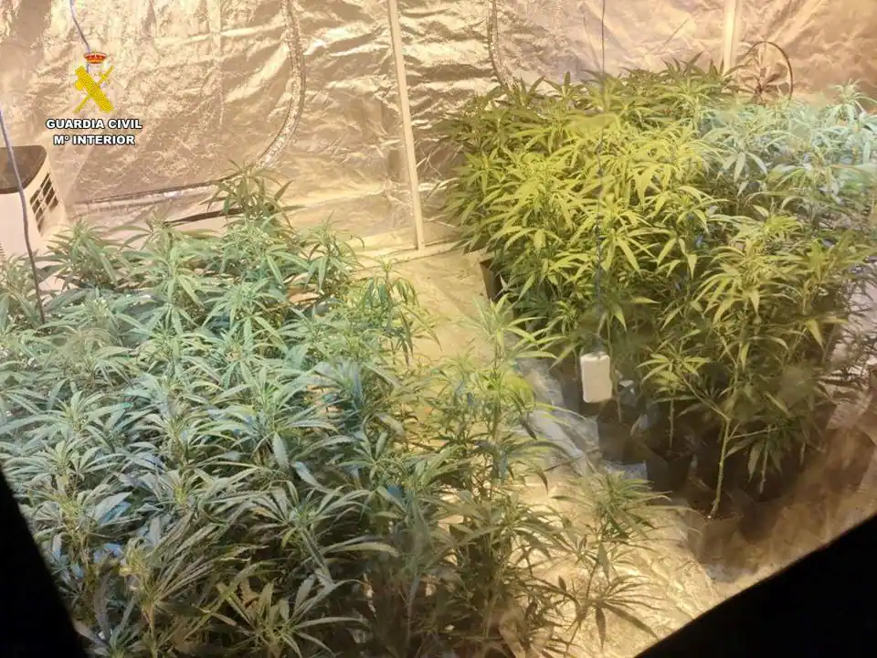 Desmantelan un cultivo de 924 plantas de marihuana en una vivienda en obras de Altea
