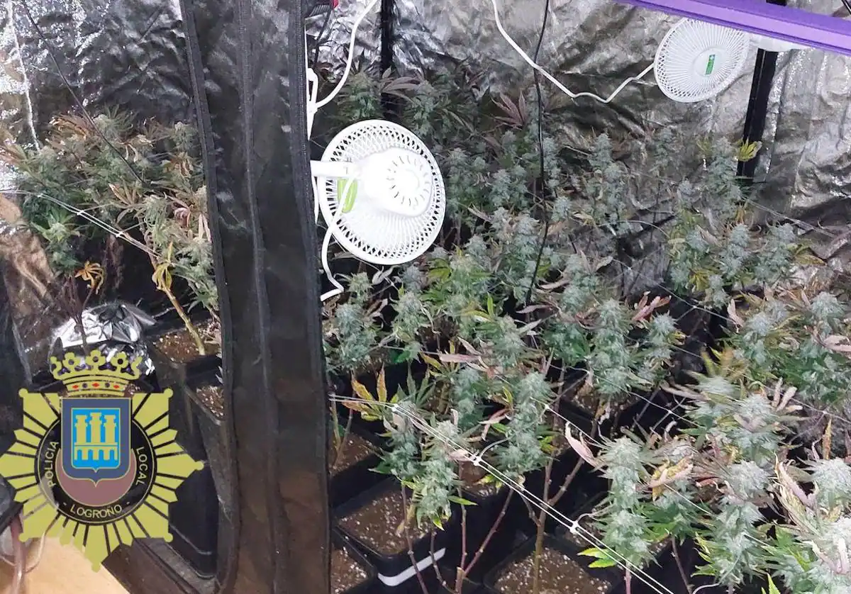 La Policía de Logroño desmantela red de tráfico de drogas: múltiples detenidos y decomiso de sustancias ilícitas.