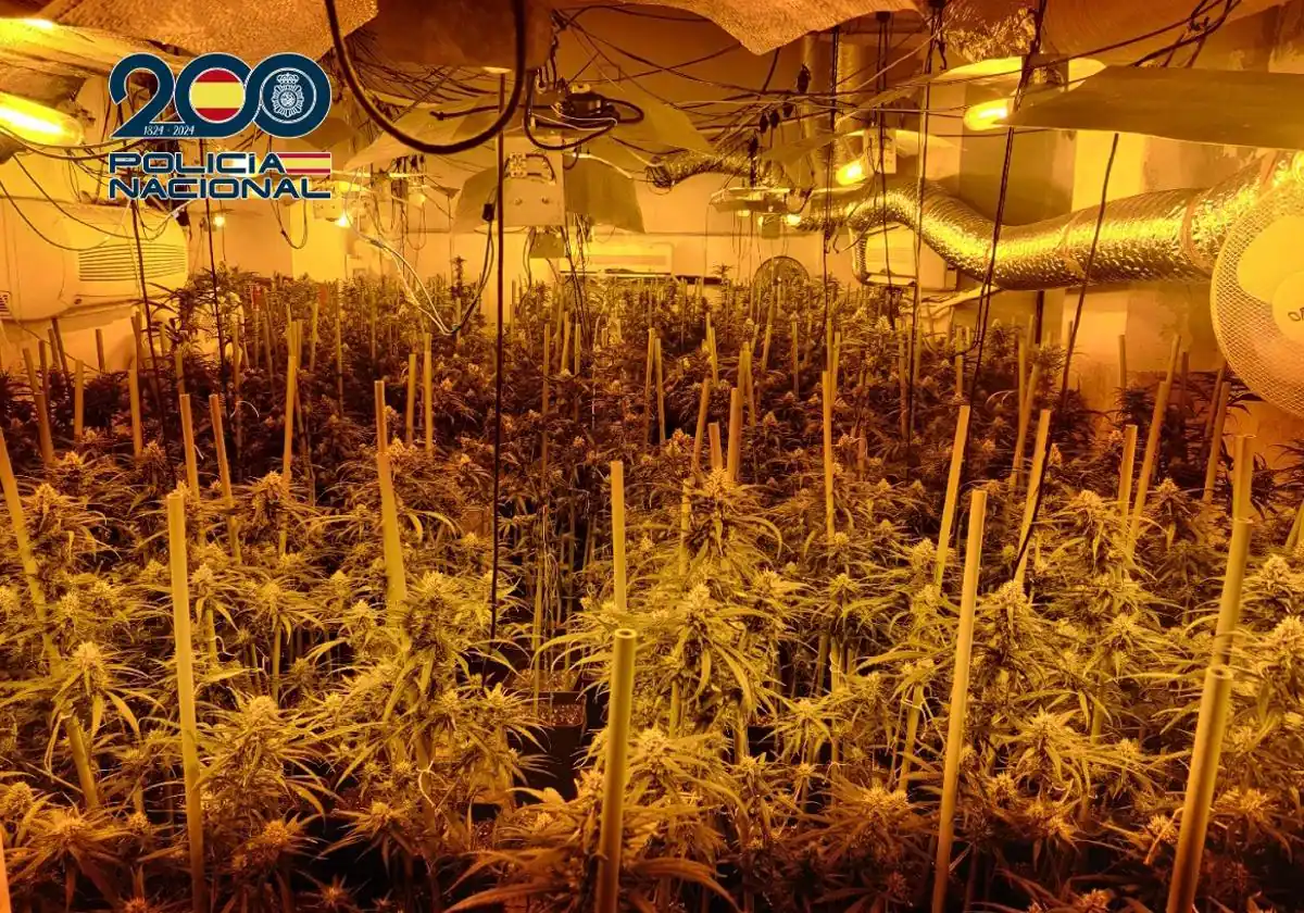 Operación exitosa: Desbaratan red de narcotráfico: Decomisan diez laboratorios de marihuana en bloque de Málaga