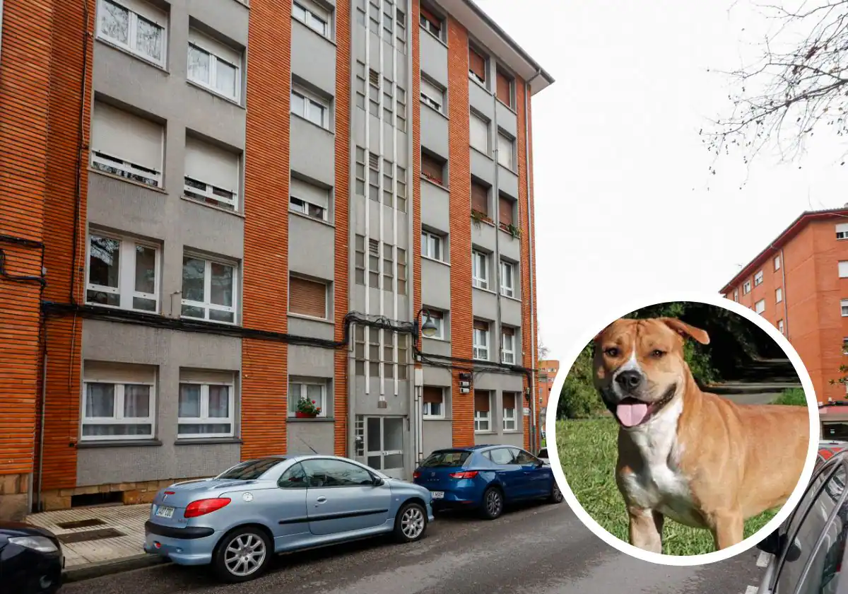 El perro que agredió a sus dueños en Gijón espera en Serín por el atestado