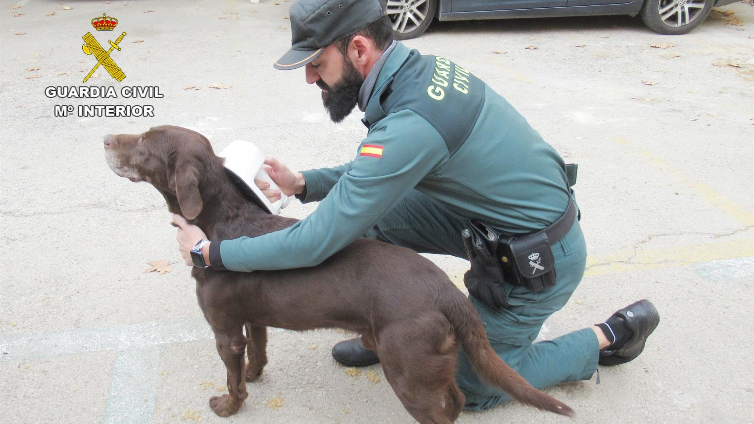 La Guardia Civil investiga a los dueños de dos perros que resultaron muertos a causa de un atropello