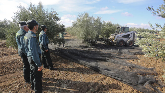 Tres agentes de la Guardia Civil vigilan la recogida de la aceituna en un campo