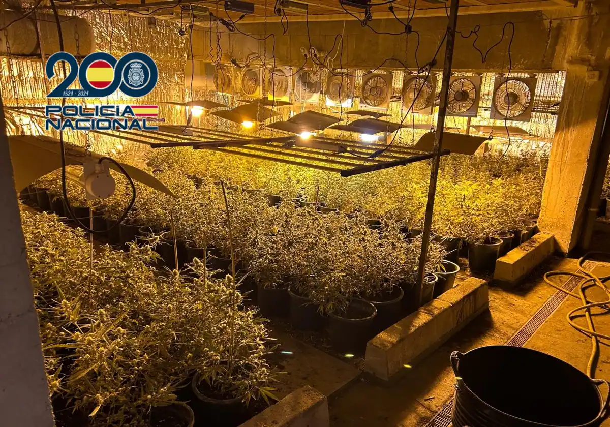 La Policía detiene a 18 personas por cultivo y distribución de plantas de marihuana