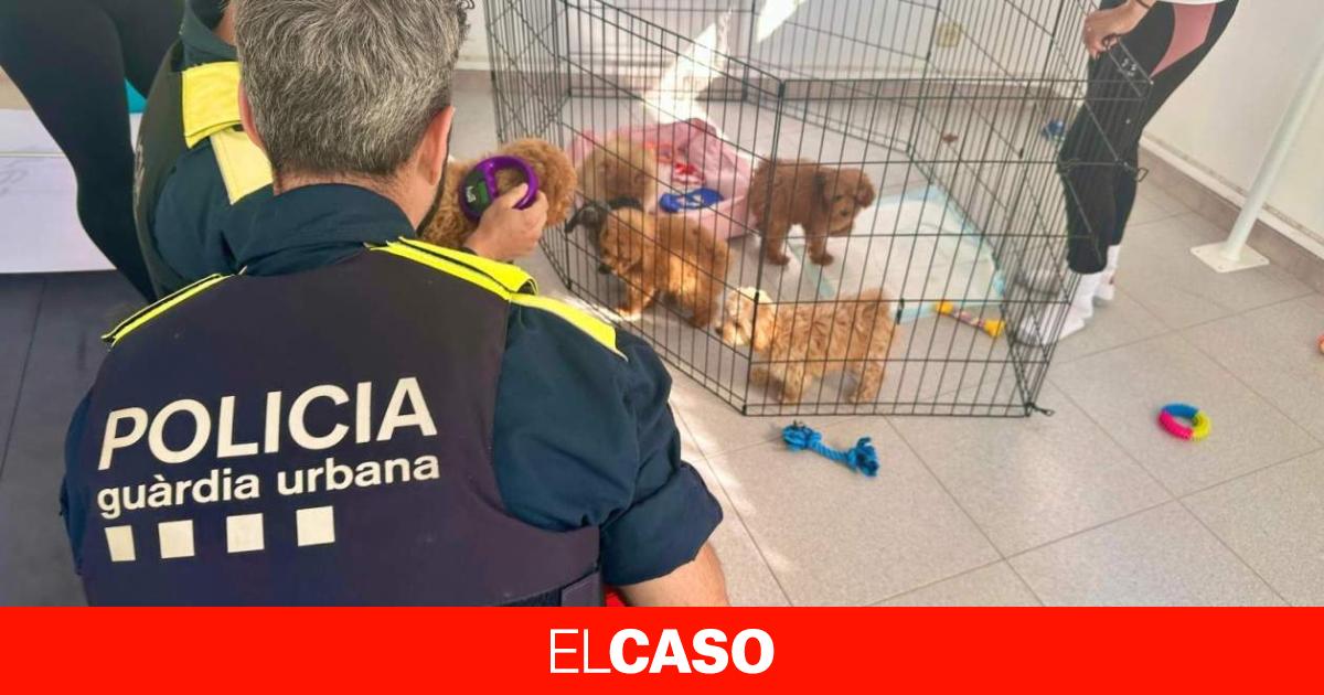 Desarticulan red de venta ilegal de cachorros enfermos en Barcelona