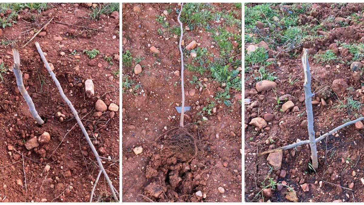 Detalle de varios ejemplares rotos en el Bosque Didáctico.