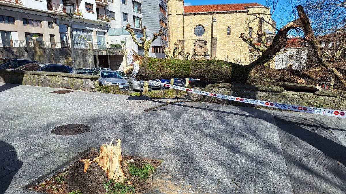 El árbol que se ha caído en Irun El árbol que se ha caído en Irun