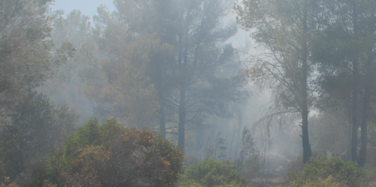 Incendio forestal en L’Albiol