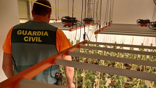La Guardia Civil desarticula 19 centros de producción de marihuana y se incauta de 6.000 plantas en Granada