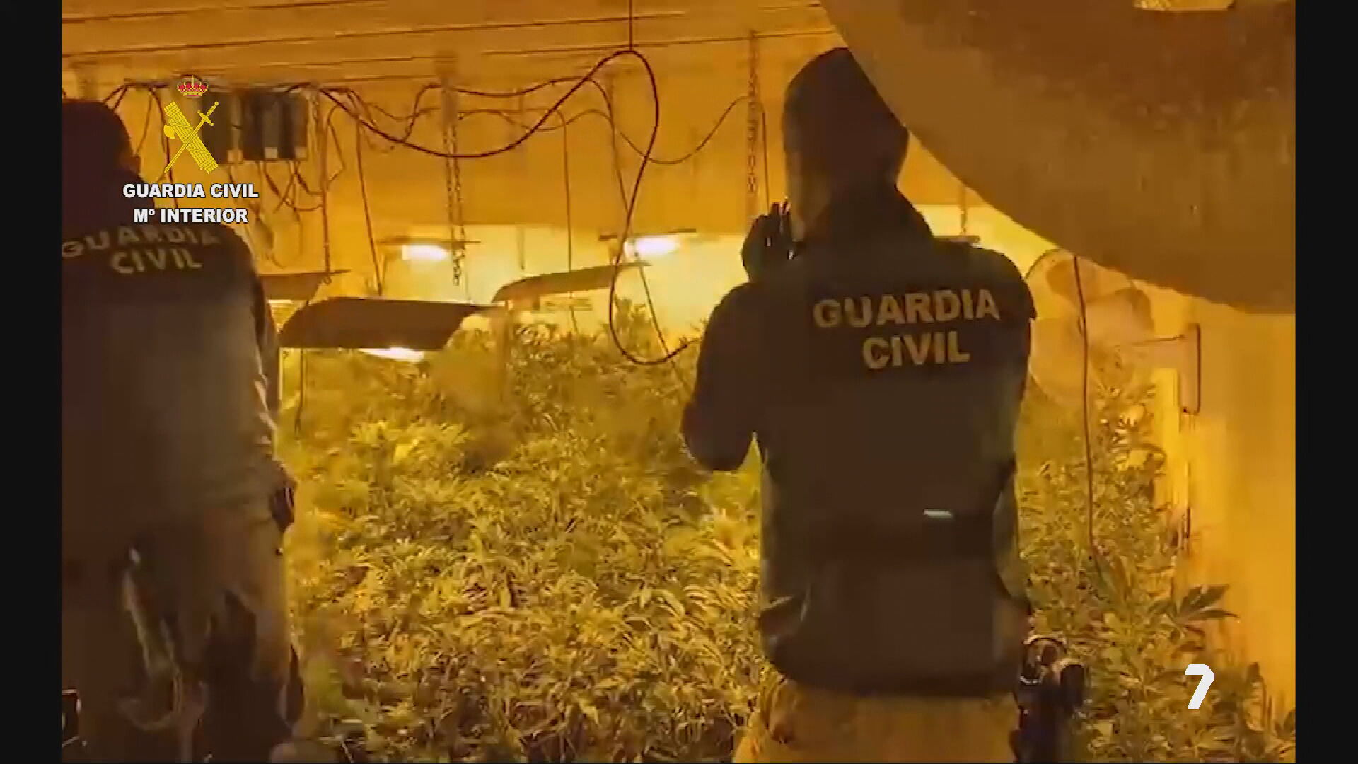 La Guardia Civil se incauta de 400 plantas de marihuana en Cieza