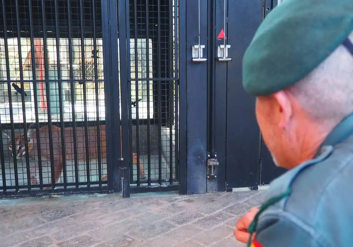 Hallan un ejemplar de lince africano en el jardín de una vivienda en Marbella