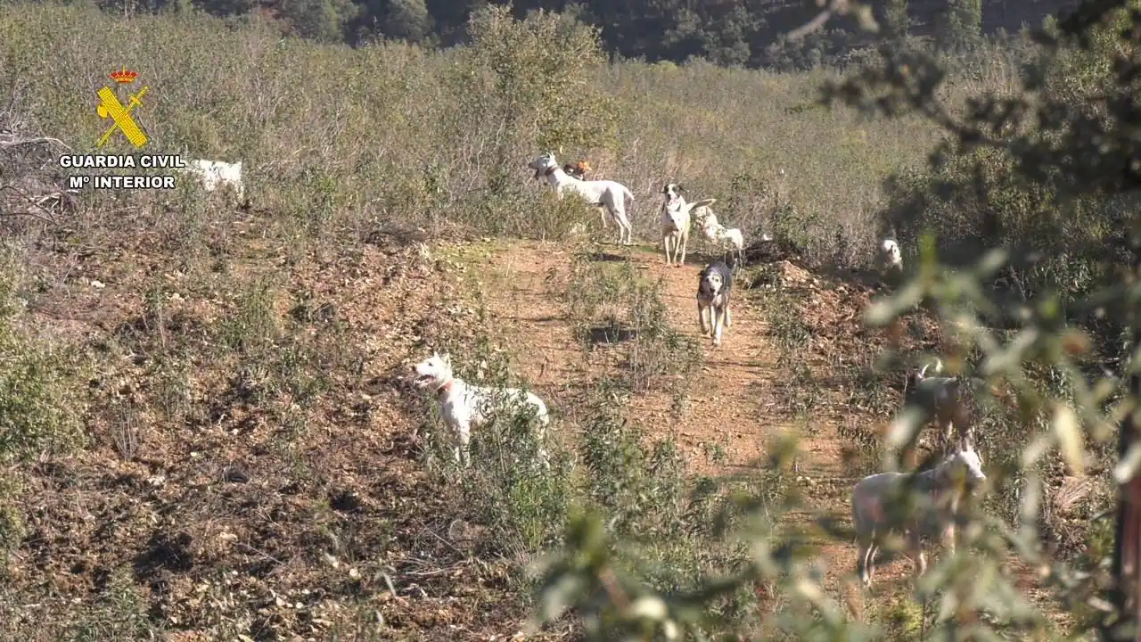 La Guardia Civil investiga a directivos de una sociedad de cazadores por estafa y caza ilegal en una montería