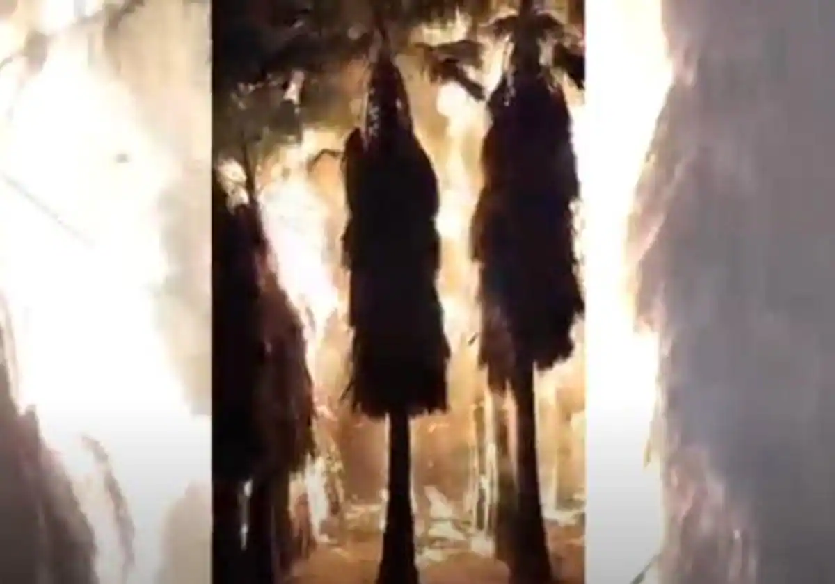 Nueva noche de incendios en Alicante: un chalet en Elche y un palmeral en Torrevieja afectados