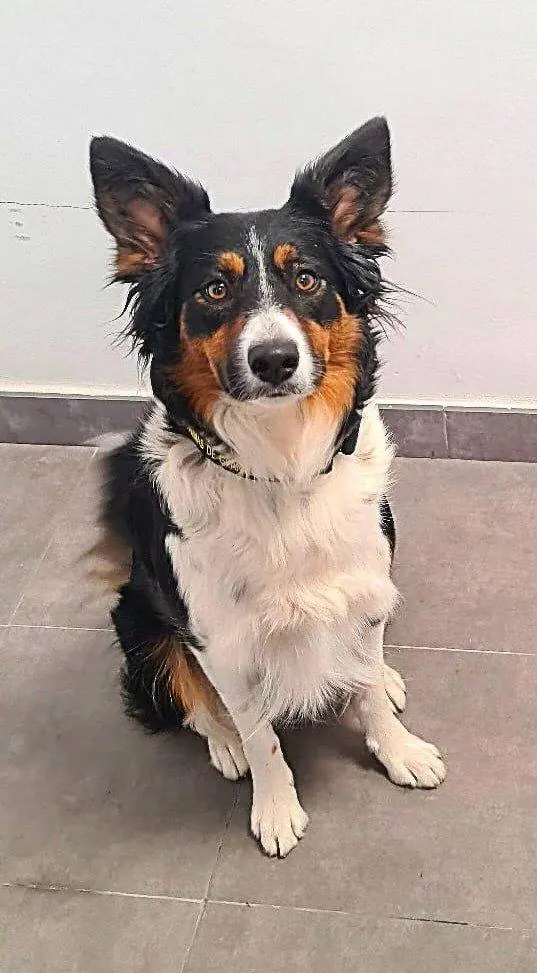 Un perro policía encuentra hachís en el cuerpo de un hombre en Las Palmas de Gran Canaria