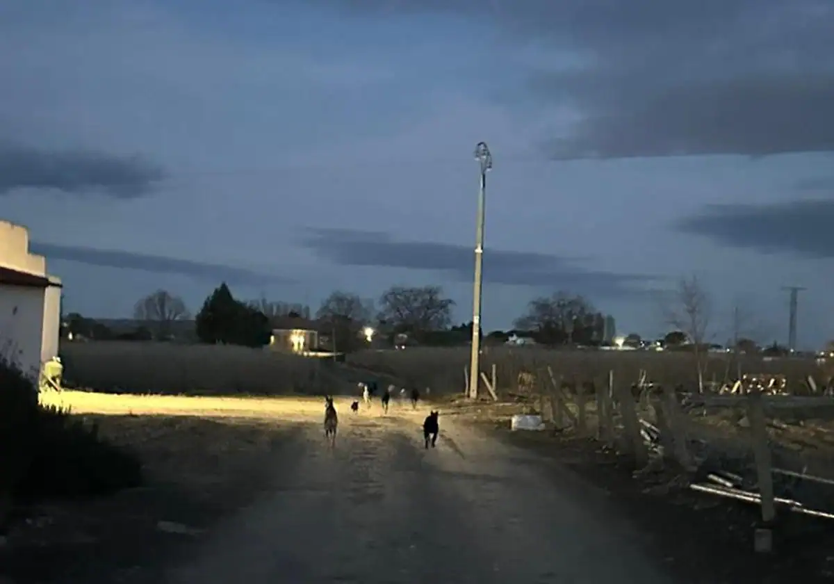 Un pueblo de Salamanca atemorizado por los perros agresivos pide ayuda a la Guardia Civil