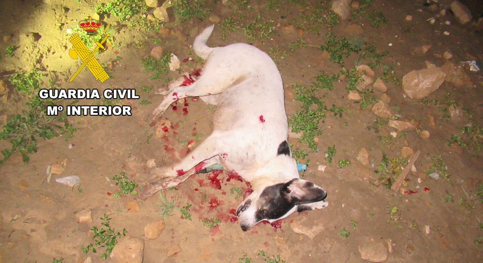 Vecino de Jaén investigado por presunto maltrato animal tras matar a un perro a disparos en Las Infantas