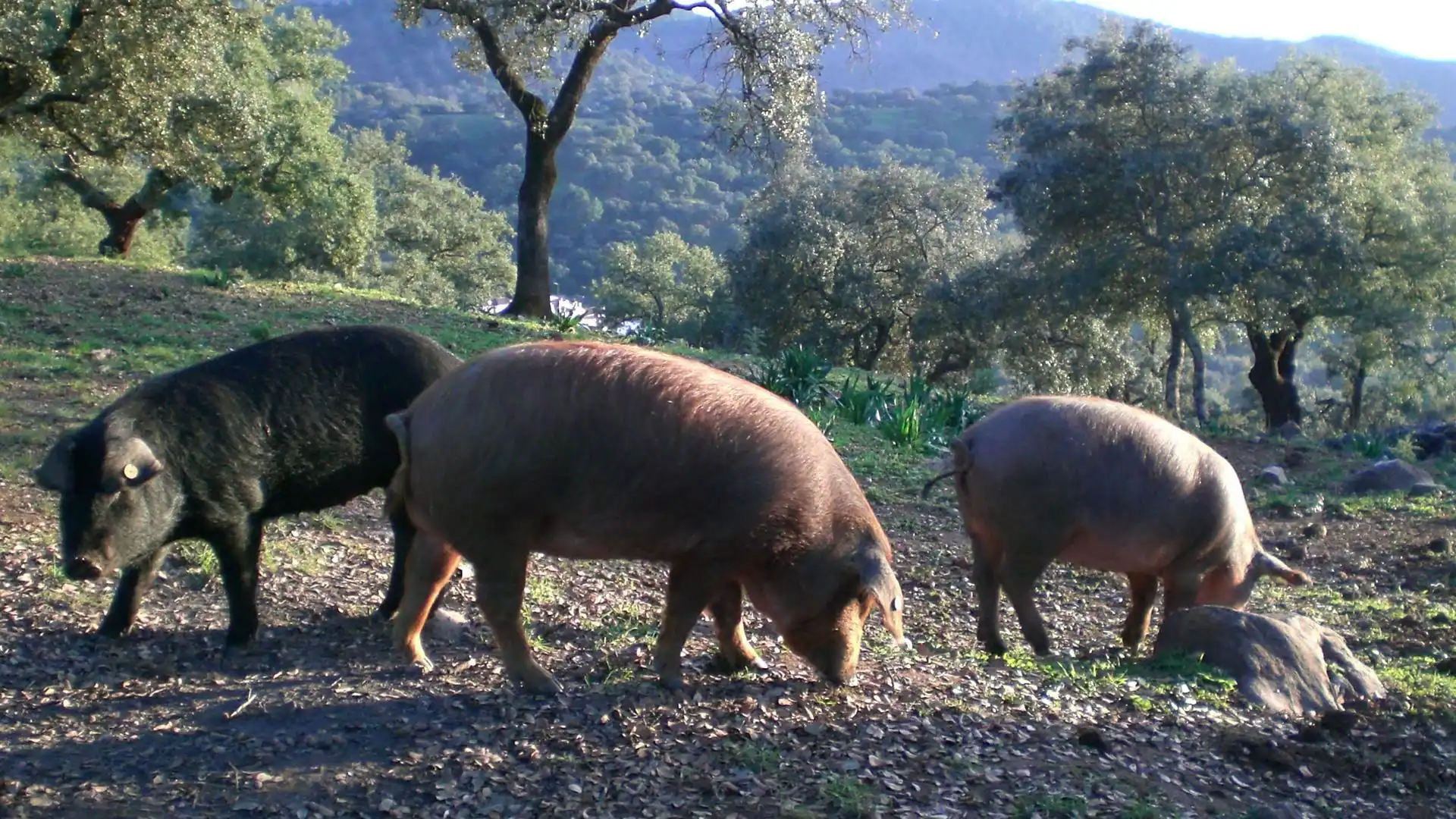 Confirmada pena de prisión para estafador de 84.700 euros en compra venta de cerdos en Béjar