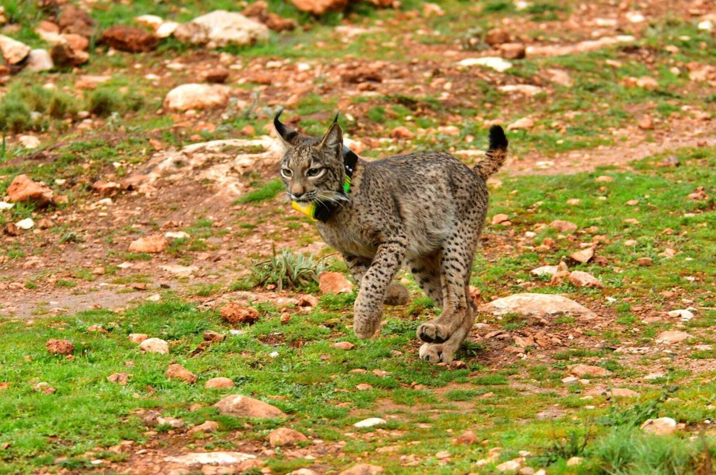Encuentran muerto un lince ibérico tras ser atropellado en una carretera de Sevilla
