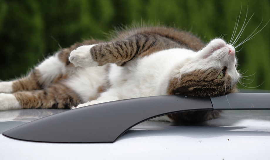 ¡7 vidas! Un gato cae del quinto piso en Vitoria