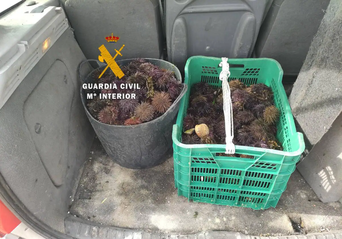 Tres investigados tras intervenir 34 kilos de erizos de mar capturados ilegalmente en Mijas
