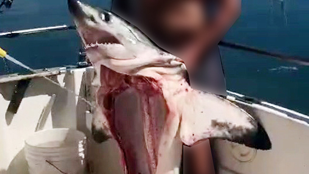 Hombre investigado por sostener tiburón muerto y sin vísceras de especie protegida en vídeo difundido en redes sociales
