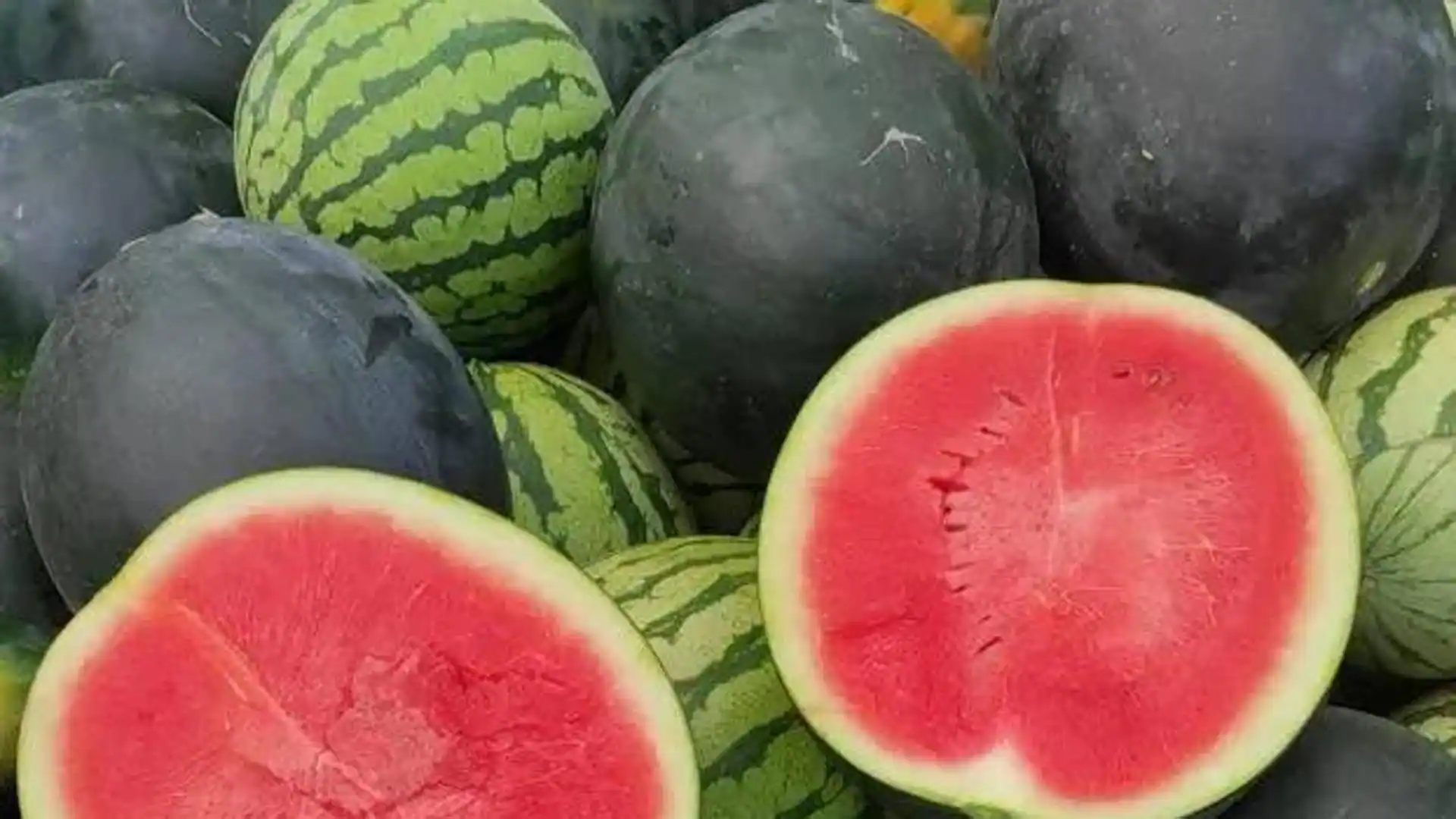 Intervienen en Tenerife 1.546 kilos de sandías importadas ilegalmente de Costa Rica
